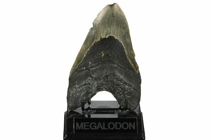 Huge, Fossil Megalodon Tooth - North Carolina #172574